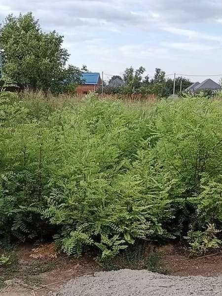 Фото участка заросшего порослью