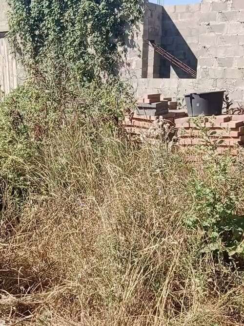 Фото садового участка до расчистки