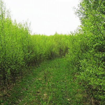 Более крупные деревья и высокая поросль